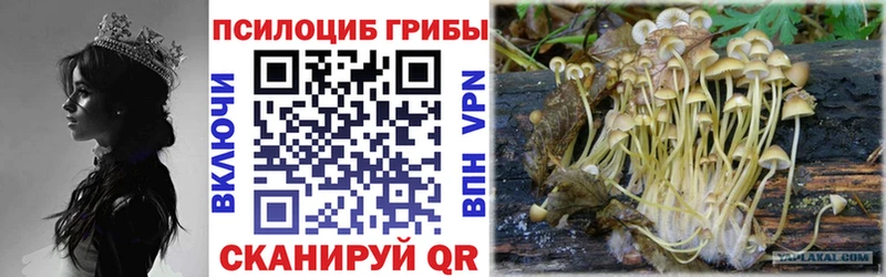 Псилоцибиновые грибы Cubensis  Минеральные Воды 